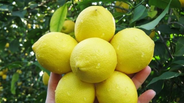 استيراد الليمون من تركيا