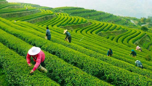 معلومات عن زراعة الشاي